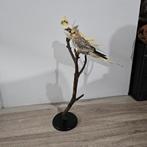 Opgezette valkparkieten opgezet taxidermie taxidermy, Ophalen of Verzenden, Zo goed als nieuw, Vogel, Opgezet dier