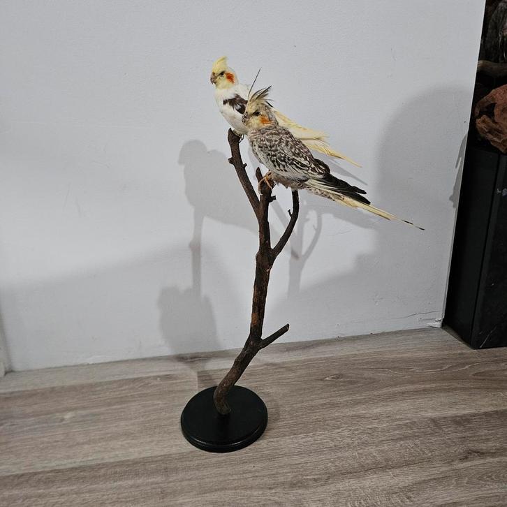 Opgezette valkparkieten opgezet taxidermie taxidermy, Verzamelen, Dierenverzamelingen, Zo goed als nieuw, Opgezet dier, Vogel