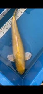 Hq Yamabuki, Dieren en Toebehoren, Vissen | Vijvervissen, Karper of Koi