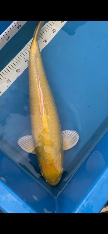 Hq Yamabuki beschikbaar voor biedingen