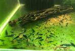 Neocaridina blue dream garnalen, Dieren en Toebehoren, Vis