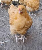 Haan Orpington buff, Dieren en Toebehoren, Pluimvee