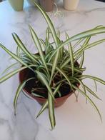 Grasleie 10tal in 1 pot, Ophalen of Verzenden