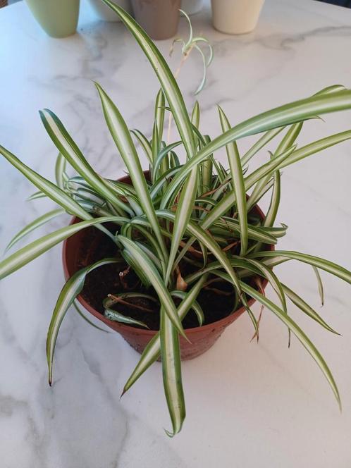 Grasleie 10tal in 1 pot, Huis en Inrichting, Kamerplanten, Ophalen of Verzenden