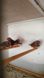 8 zebravinken te koop, Animaux & Accessoires, Oiseaux | Oiseaux Autre, Bagué