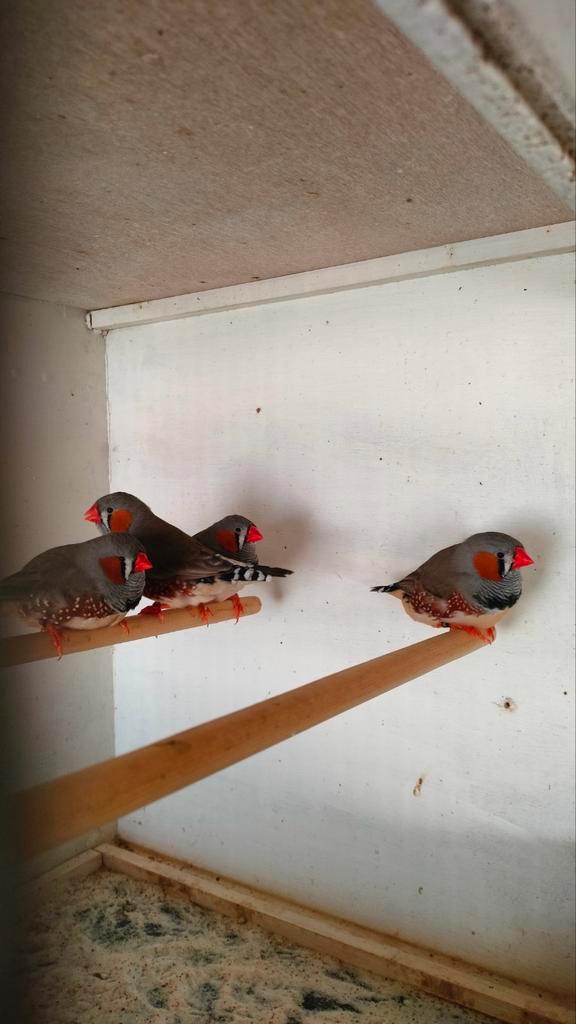 8 zebravinken te koop, Dieren en Toebehoren, Vogels | Overige Vogels, Geringd