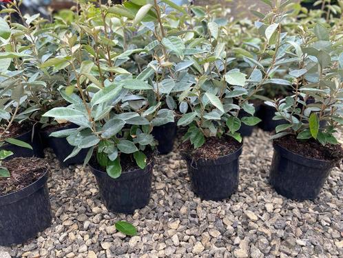 Olijfwilg ( Elaeagnus Ebbingei ), Tuin en Terras, Planten | Struiken en Hagen, Struik, Ophalen of Verzenden