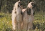 AFGHAANSE  WINDHONDEN, Collections, Cartes postales | Animaux, Envoi, Non affranchie, Chien ou Chat