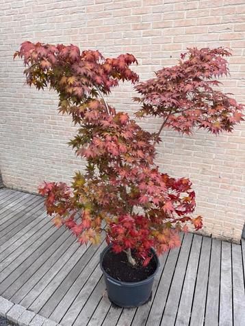 Japanse esdoorn  Acer Palmatum “Bloodgood” beschikbaar voor biedingen