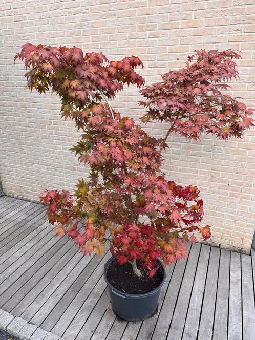 Japanse esdoorn  Acer Palmatum “Bloodgood”, Tuin en Terras, Planten | Bomen, Overige soorten, 100 tot 250 cm, Halfschaduw, Lente