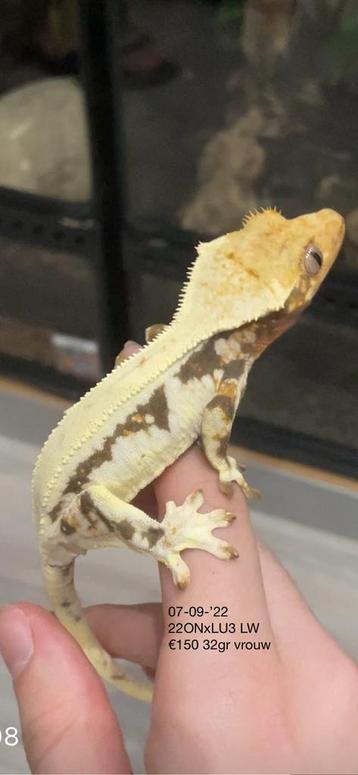 Wimpergekko LW (mag nu weg voor €120) beschikbaar voor biedingen
