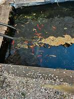 Vissen gratis alles af te halen, Dieren en Toebehoren, Goudvis(sen)