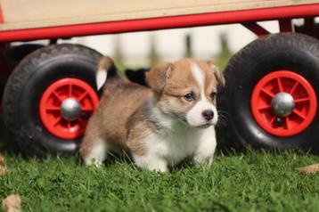 Welsh Corgi Pembroke, Dieren en Toebehoren, Honden | Herdershonden en Veedrijvers, België, CDV (hondenziekte), 8 tot 15 weken