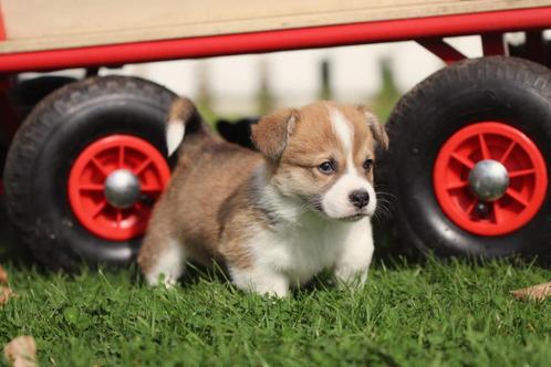 Welsh Corgi Pembroke, Dieren en Toebehoren, Honden | Herdershonden en Veedrijvers, Reu, Overige rassen, Fokker | Professioneel