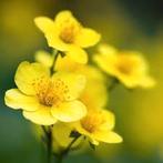 Waldsteinia Ternata met korting, Tuin en Terras, Planten | Tuinplanten, Ophalen, Halfschaduw