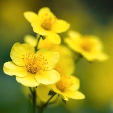 Waldsteinia Ternata met korting, Tuin en Terras, Planten | Tuinplanten, Halfschaduw, Ophalen