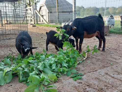 Black and tan geit., Dieren en Toebehoren, Schapen, Geiten en Varkens, Geit, Meerdere dieren, 0 tot 2 jaar