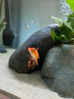 oranje telescoop oog, Vis, Zoetwatervis