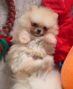 Pomeriaan pups 100% raszuiver, Dieren en Toebehoren, België, Keeshond, CDV (hondenziekte), 8 tot 15 weken