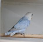 Sf violet blauw opaline dilute man. Juni 2025, Dieren en Toebehoren, Mannelijk, Dwergpapegaai of Agapornis, Geringd