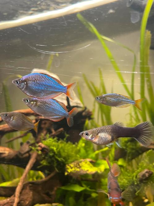 Dwarf rainbow fish, Dieren en Toebehoren, Vissen | Aquariumvissen, Zoetwatervis, Vis, Schoolvis