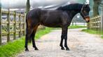 Brave D pony met wedstrijdervaring, Dieren en Toebehoren, Pony's, Ruin, B