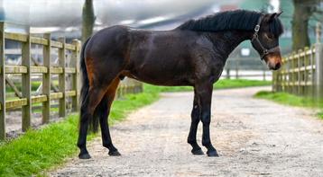 Brave D pony met wedstrijdervaring beschikbaar voor biedingen