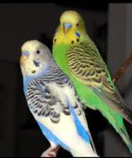 Perches ondulé, Plusieurs animaux, Perruche, Domestique