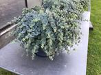 Rose sedums te koopl, Volle zon, Vaste plant, Zomer, Ophalen