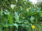 Calla knol met groen/wit gespikkeld blad en witte kelkbloem, Zomer, Vaste plant, Ophalen of Verzenden