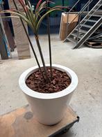 Pot de fleurs rond en polyester blanc, Neuf, 40 cm ou plus, 40 à 70 cm, Rond