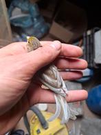 Canari