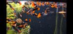 Brazilian red cap guppies, Vis, Zoetwatervis, Schoolvis
