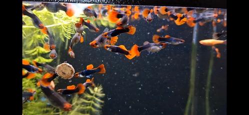 Brazilian red cap guppies, Dieren en Toebehoren, Vissen | Aquariumvissen, Zoetwatervis, Vis, Schoolvis