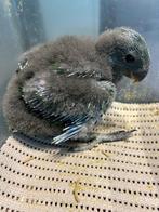 ️️ ❤️❤️Tamme baby edelpapegaai man van 5,5 weken oud, Dieren en Toebehoren, Vogels | Parkieten en Papegaaien, Papegaai, Mannelijk