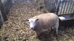 Texel ram kruising, Dieren en Toebehoren, Schapen, Geiten en Varkens, Mannelijk, Schaap, 0 tot 2 jaar