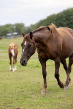 Quarter merrie - fokmerrie, Dieren en Toebehoren, Paarden, Merrie, Minder dan 160 cm, Gechipt, Niet van toepassing