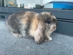 Minilop konijntje, Dieren en Toebehoren, Konijnen