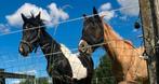 Shetlander gezocht, Gechipt, A pony (tot 1.17m), Onbeleerd, Recreatiepony