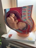 Anatomisch model zwangerschap, Ophalen
