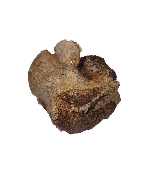 Edmontosaurus wervel., Verzamelen, Mineralen en Fossielen, Ophalen of Verzenden