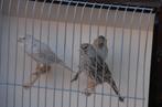 kleurkanarie, Dieren en Toebehoren, Vogels | Kanaries, Meerdere dieren, Kleurkanarie