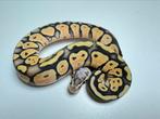 1.1 python regius ball python super pastel het ghost (hypo), Dieren en Toebehoren, Slang, Tam, 0 tot 2 jaar