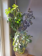 Schefflera, Brassaia, Parapluboom, Parapluboom, Overige soorten, 100 tot 150 cm, Ophalen