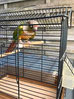 TAMME PYRRHURA MET OF ZONDER KOOI NU 100 EURO, Dieren en Toebehoren, Meerdere dieren, Papegaai