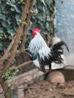Hollandse Kriel haantjes, Dieren en Toebehoren