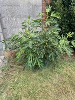 Deel planten te koop, Ophalen