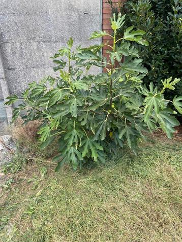 Deel planten te koop beschikbaar voor biedingen