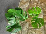 Monstera bonte albo-plant, Huis en Inrichting, Kamerplanten, Ophalen, Halfschaduw, In pot, Minder dan 100 cm