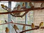 jonge kanaries, Dieren en Toebehoren, Vogels | Kanaries